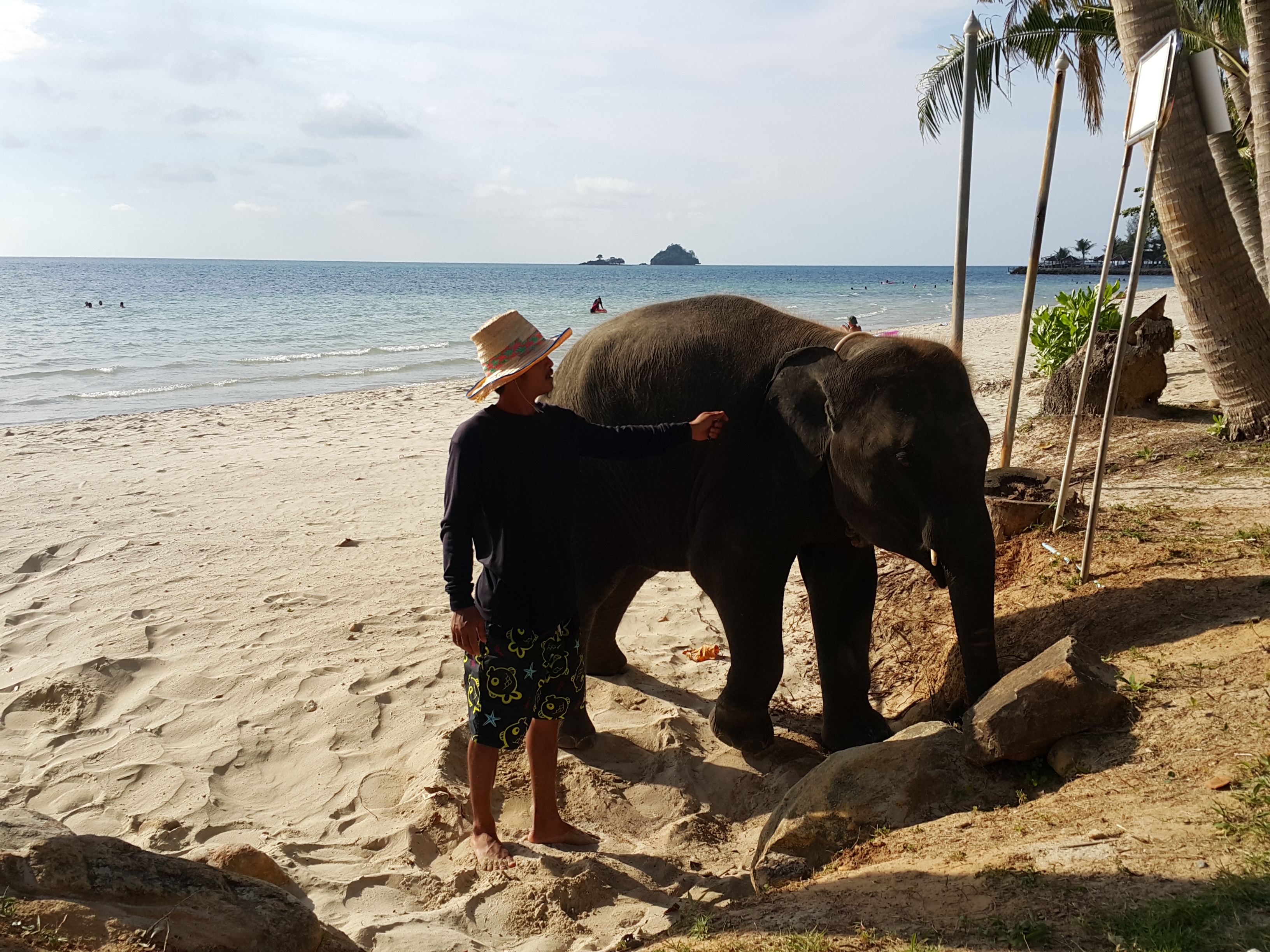 Elephant on Beach | Ko Chang, Thailand